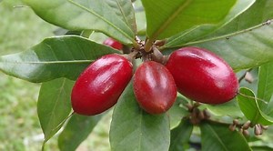 This Miracle Fruit Alters Your Taste Buds And Makes Sour Foods Taste Like Candy