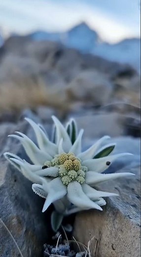 生长在极寒中的花｜Edelweiss🎧 在寒冷高山，它缓慢盛开。不是为了美。只是为了活下去。花