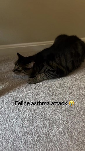 #felineasthma #catasthma #asthmaattack