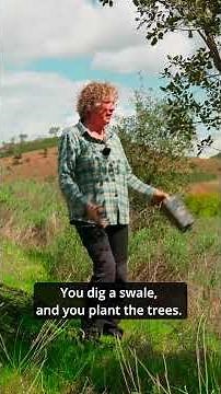 Swales: why we dont plant trees on them in the first year, they need time to work.