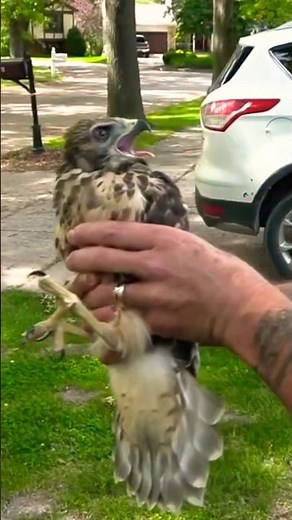 Could be a Red Shouldered Hawk