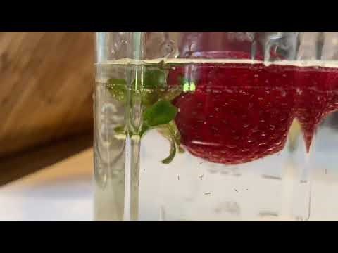 Do worms come out of strawberries when you put them in salt water?