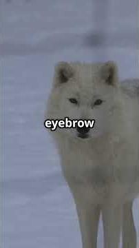 Arctic Wolves_ Snow Ninjas #facts #wildlifeentertainment #animallife #animalfacts#funfacts#animals