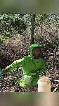 #wasp #bee #killerhive #outdoors #honeybee #nature