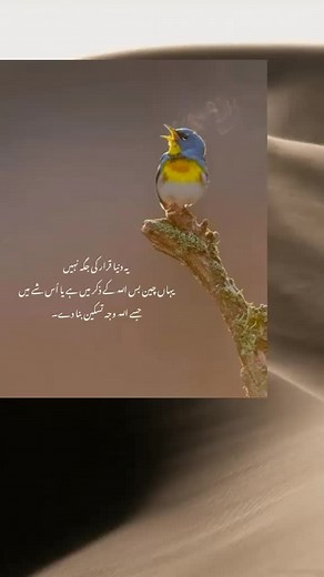 Vibrant Bird Singing in Natural Habitat