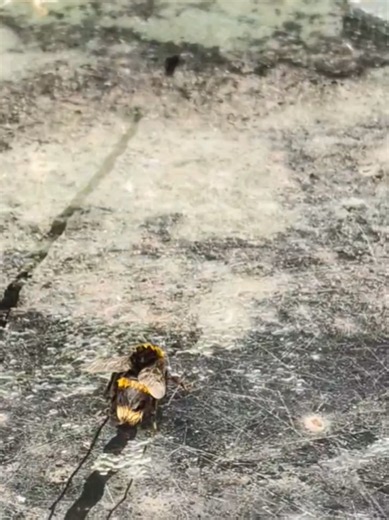 Wet bumblebee leaves cutest drying trail