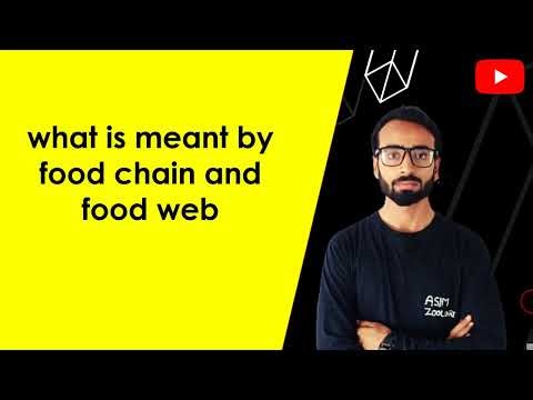 what is meant by food chain and food web