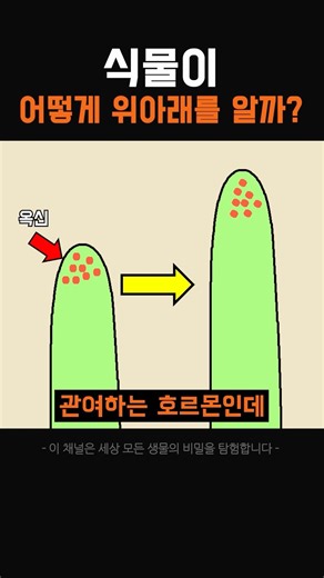 식물이 방향을 감지하는 방법은?? #식물 #과학 #옥신 #실험