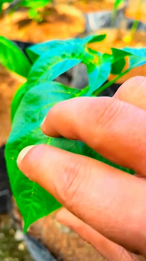 Merawat tanaman cabe #kutudaun #abamectin | Jamal Pabbicara