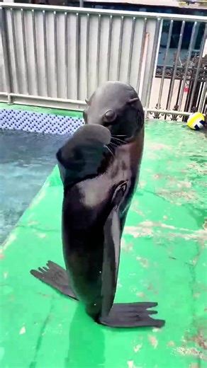 Discover the Funniest Moments with Seals and Sea Lions
