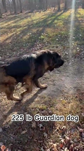 Even Police Won’t Step Foot in Our Yard 😳🐺jumped up on his Truck, hid behind door