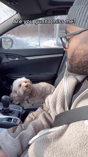 Adorable Puppy Head Nods Compilation | Cute Dog Videos