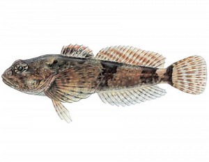 Sculpin - Alchetron, The Free Social Encyclopedia