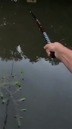 Big kitty alert #googansquad #fishing #catfishing