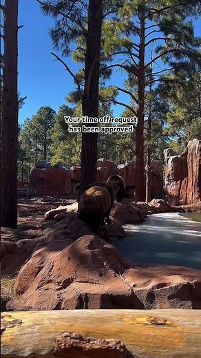 Bearizona is a wildlife park with a drive-thru experience #arizona #arizonaadventures #bearizona