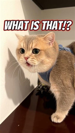 Surprise Cat Jumps Out Startled by Sound