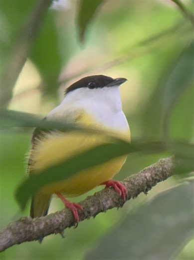 Manakin cuelliblanco Whit-collared manalkin