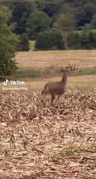 ProwlHunting on TikTok
