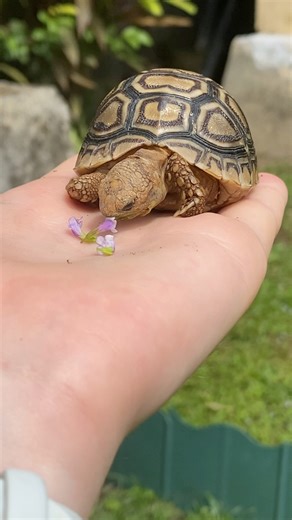 Leaf’s munching like a little green machine! 🐢🥬💚 You can’t tell me this isn’t the cutest thing ever! 😍 #leaf #tortoise #fblifestyle #cutepets #tortoiseeating #adorableanimals #reptilelove #dailycute #petvideos #tortoiselife | Leaf and Twig - Tortoise Twins