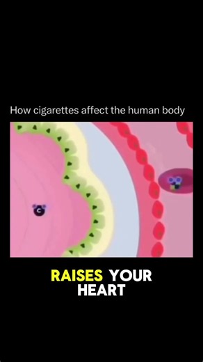 What Cigarettes Do to Your Body 🚬🫁
