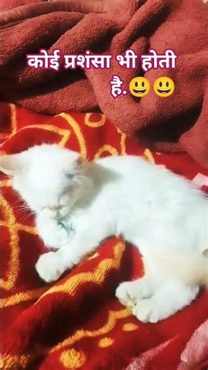 bande ki koi pravecy bhi hoti h🤣🤣 #funny #shortsfeed