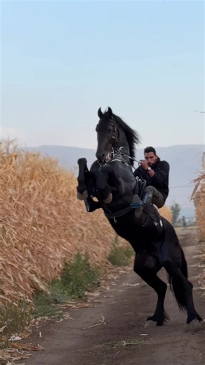 Lebanon horse video compilation — viral #خيل highlights