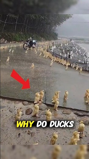 Ducks have a secret survival trick in rain 🦆#amazing #nature #wildlife