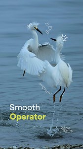 2.1K views · 25 reactions | This is a classic courtship dance, where...