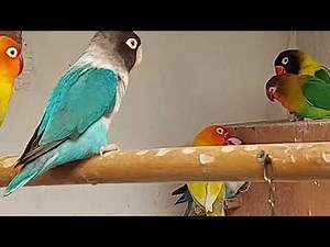 élevage des Inséparables ficher et personata