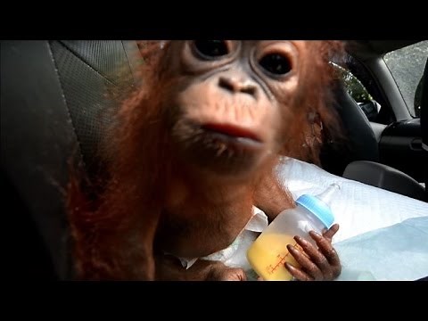 Baby orangutan rescued after being kept as a pet