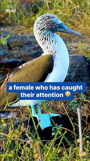 Blue-footed booby mating dance for female