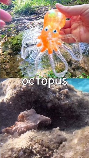 Sea Animal Names | Kids Learn at the Stream: Saw Shark Octopus Starfish Orca Crab