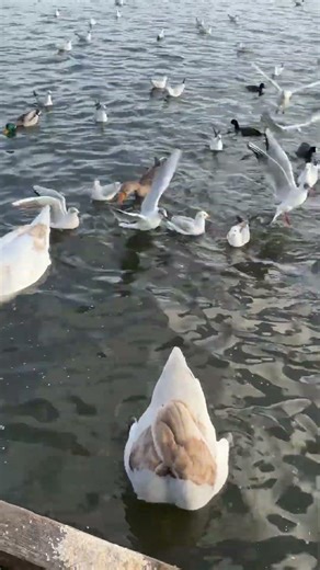 Swan feeding on Sunday Afternoon #birdwatching #explore #birds #birdfeeding #waterfowl #swan #fypシ