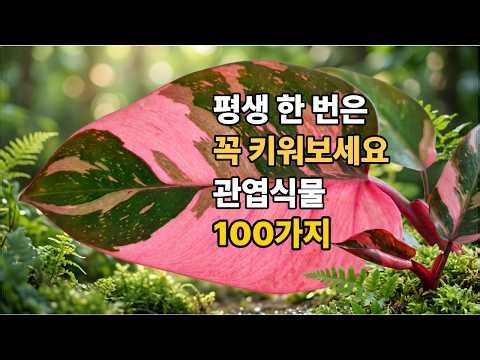 평생 한 번은 꼭 키워보고 싶은 관엽식물 100가지