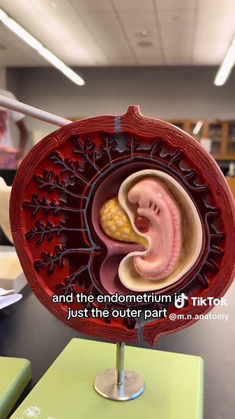 Early Development Model Set with 13 Stages | Anatomy Lesson