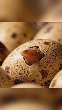 Massive Poultry Production: Inside a High-Tech Chicken Hatchery & Breeding Factory