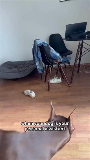 pawrenting 101 teach your dog to fetch your shoes #dob #doberman #dobermann #dobermanpinscher #dobby #dobie #doberman_featured #dobermansofinstagram | DoberMan Duby