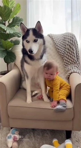Sibling Rivalry: Who Gets the Chair? Baby vs. Husky Showdown!