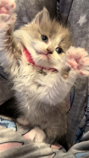 💕💕💕 #babycat #kitten #fyp #cutekittens #catsoftiktok