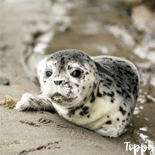 Leopard Seal howling