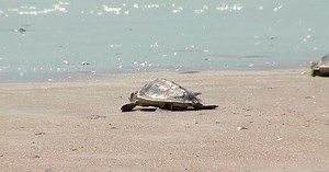 Endangered sea turtles released