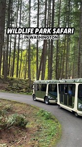1.6M views · 15K reactions | Take a ride on the wild side at Northwest Trek. Hop on the tram to go through forests and meadows to see bison, bighorn sheep, and other animals roam free. Afterward, explore the walking paths to discover even more wildlife.怜 : bbcortess | TikTok | State of Washington Tourism | Facebook