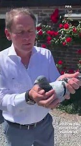 Jos Thoné winning pigeon #pigeon #birds #kalapati #kabootar #racingpigeon #kabutar #pigeons #animals