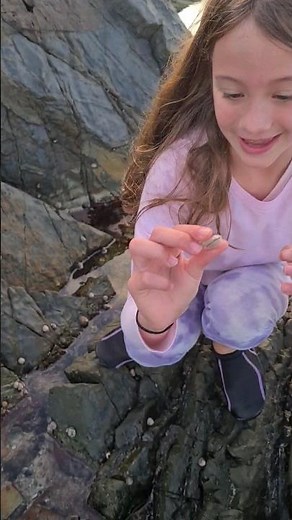 A beautiful, shiny cowrie shell. #shells #shelling #cowrieshell #seashells