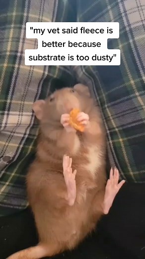 Understanding Proper Rat Care and Bedding Choices