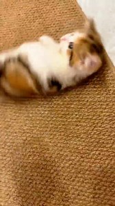 289K views · 10K reactions | The belly is a sacred no-touch zone.  #donttouchme #tinyterror #catfight #kittenplay #furbaby | Cat Lovers | Facebook