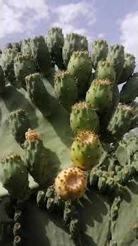 الإخوان كين شتيلات بجودة عالية وكتيرة الإنتاج إنشاء الله 🌵🌵🌵🌵🌵👌👌👌👌👍💐