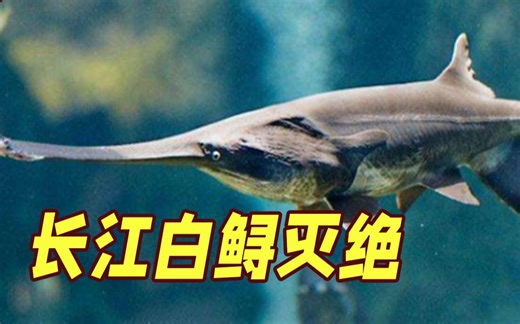 痛心! 长江白鲟被正式宣布灭绝 存活了1.5亿年