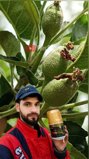 Best result of Indo France🇫🇷 5 Star Apple spry