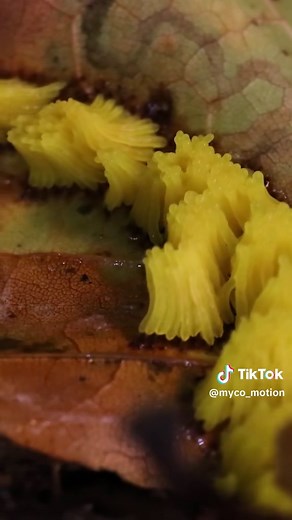 Discover the Fascinating World of Slime Moulds